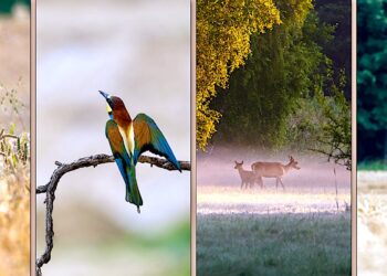Światowy Dzień Fotografii już dzisiaj – zobacz wystawę „Zauroczeni przyrodą”