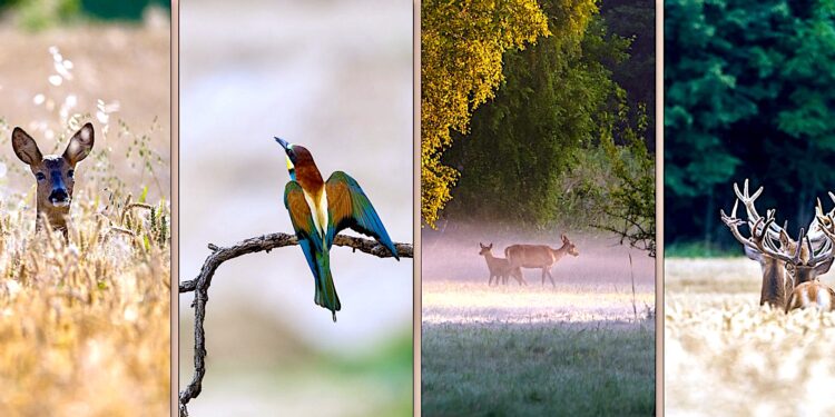 Światowy Dzień Fotografii już dzisiaj – zobacz wystawę „Zauroczeni przyrodą”