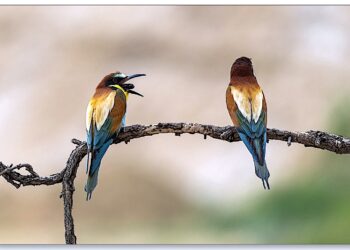 Święto fotografii – X Ogólnopolski Przegląd Diaporam i Fotografii Cyfrowych