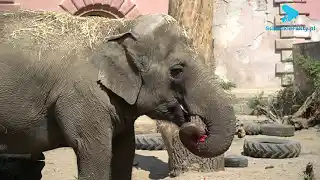 Dzień Słonia w ZOO Wrocław [WIDEO]