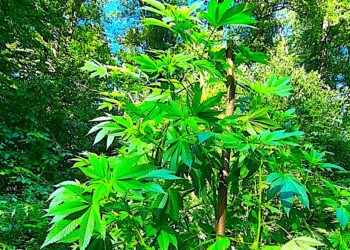 Narkotykowe wpadki – w lesie i na ulicy