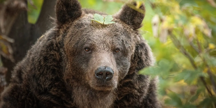 Wrocławski IPN adoptował niedźwiedzicę z Ukrainy