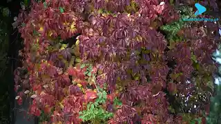 Idealne miejsce na przechadzkę po obiedzie – to wrocławska Pergola [VIDEO]