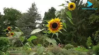 Niepoliczona liczba barw i kształtów – cały świat roślin do zobaczenia w Ogrodzie Botanicznym [VIDEO / FOTO]