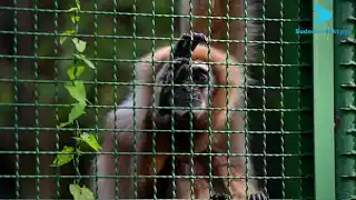 Ponad 12 000 zwierząt, z którymi spędzisz cały dzień – wrocławskie ZOO zaprasza na jesienny spacer [VIDEO / FOTO]
