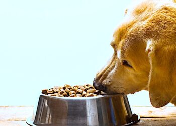 Jaka jest najlepsza karma dla psa?