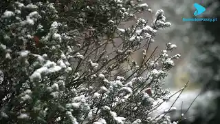 Ukojenie dla myśli i uczuć – przechadzka po zabytkowym parku miejskim w Legnicy [VIDEO]