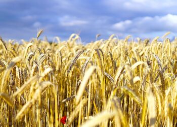 Bezpieczeństwo żywnościowe Europy wymaga wzmocnienia lokalnych i regionalnych systemów żywnościowych