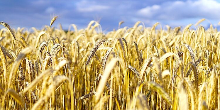 Bezpieczeństwo żywnościowe Europy wymaga wzmocnienia lokalnych i regionalnych systemów żywnościowych