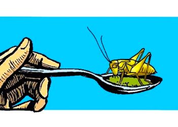 A może tak placek z mąki ze świerszczy