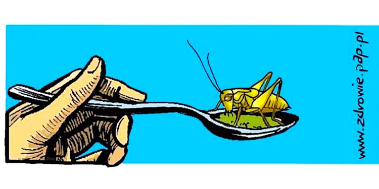 A może tak placek z mąki ze świerszczy