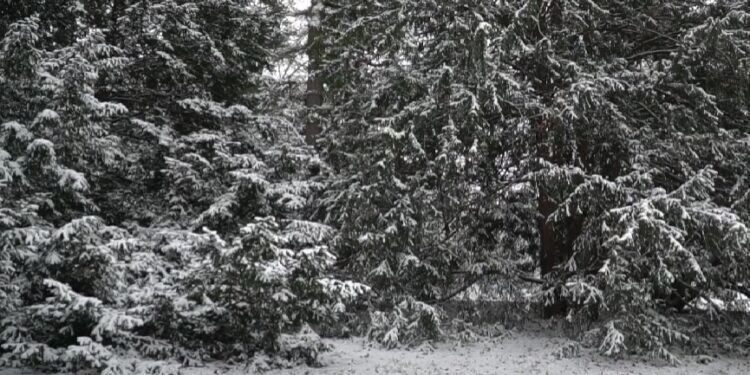 WAŁBRZYCH: Zakaz wstępu do lasów. Do kiedy obowiązuje?