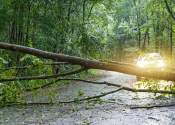 Tragedia w powiecie ząbkowickim. Śmierć 69-letniego mężczyzny w lesie
