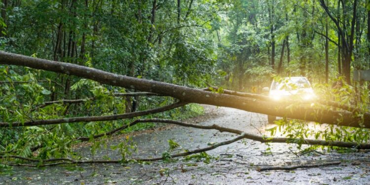Tragedia w powiecie ząbkowickim. Śmierć 69-letniego mężczyzny w lesie
