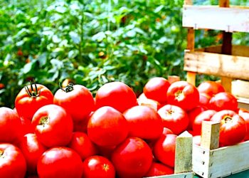 Moc Polskich Warzyw dla zdrowego serca