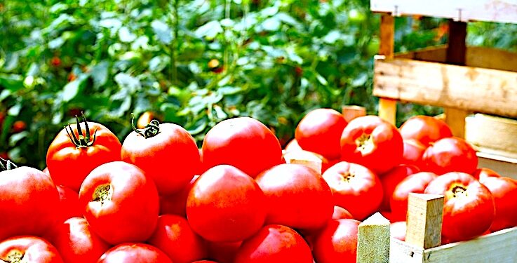 Moc Polskich Warzyw dla zdrowego serca