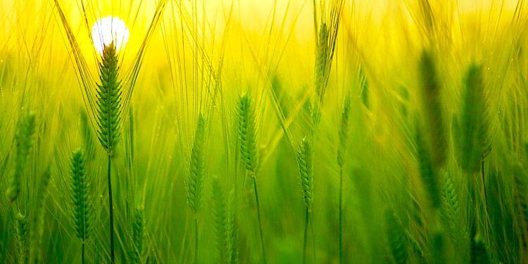 Najwyższa w historii pomoc dla rolników