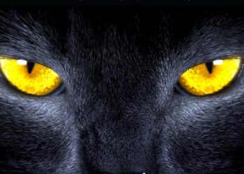 Kot zaprasza do podróży w czasie – „Tymek, czarny kot i zagadki pałacu Marianny”