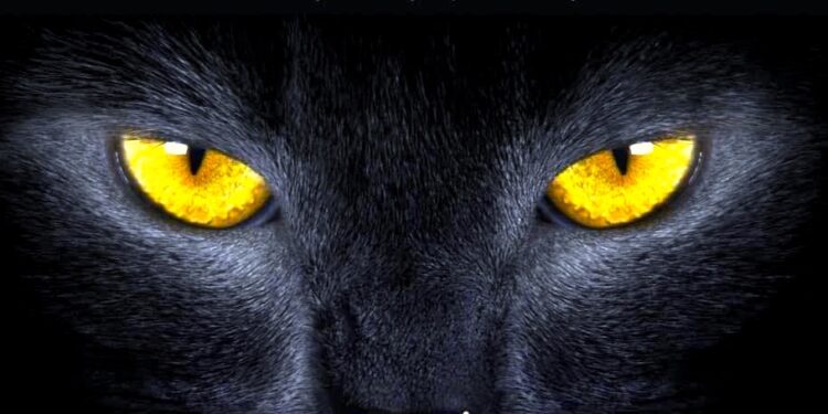 Kot zaprasza do podróży w czasie – „Tymek, czarny kot i zagadki pałacu Marianny”