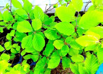 Zielona Gmina Ząbkowice Śląskie