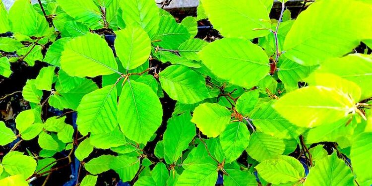 Zielona Gmina Ząbkowice Śląskie