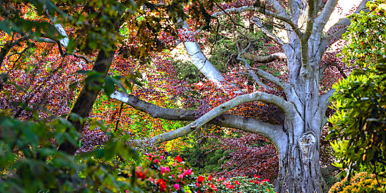Serce Ogrodu z Wojsławic