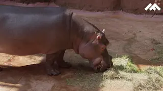 Rumba miała urodziny – zobacz i odwiedź ją… [VIDEO]