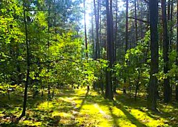 Pożary lasów groźne dla zdrowia