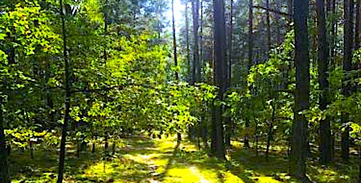 Pożary lasów groźne dla zdrowia