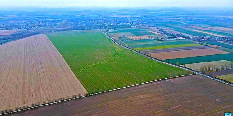Przetarg na usługę pełnienia funkcji