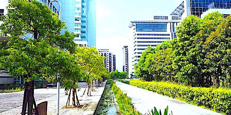 W miastach konieczne jest systemowe podejście do zieleni