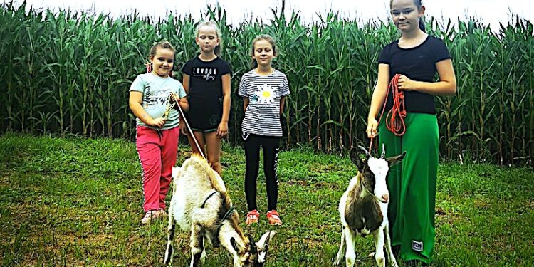 W Bożnowicach spacerują