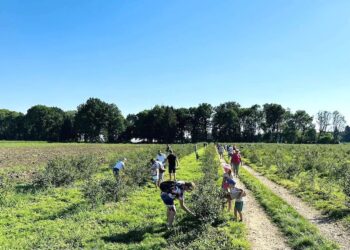 Wielkie borówkobranie