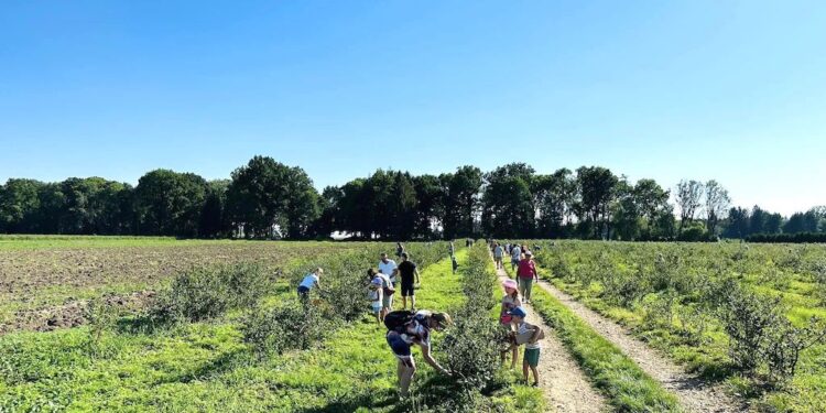 Wielkie borówkobranie