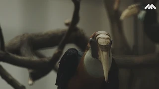 Dzioborożce karbodziobe – zobacz w ZOO Wrocław [VIDEO]
