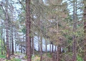 Kłęby dymu w lesie o okolicy Karłowa