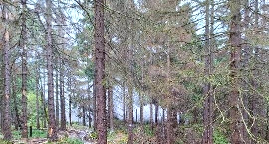 Kłęby dymu w lesie o okolicy Karłowa