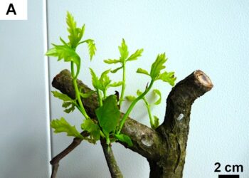 Naukowcy opracowali nową