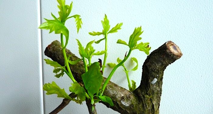 Naukowcy opracowali nową