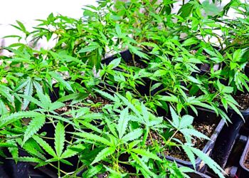 Wódka narkotyki i prąd