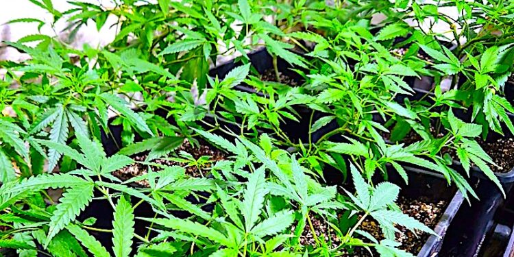 Wódka narkotyki i prąd