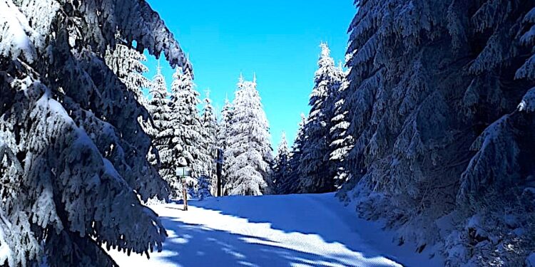 Narciarstwo biegowe na ten weekend