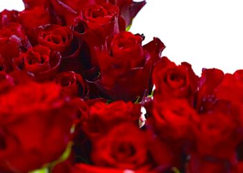 Dzień Kobiet 2024 w Gminie