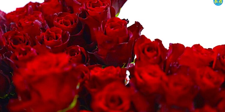 Dzień Kobiet 2024 w Gminie