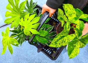 Największy targ roślin doniczkowych