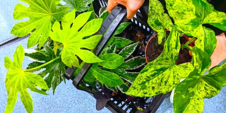 Największy targ roślin doniczkowych