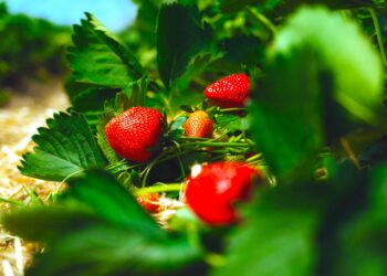 Truskawki to ulubione owoce Polaków