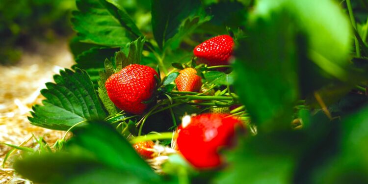 Truskawki to ulubione owoce Polaków