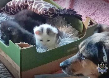 Kobiety zatrzymane za usiłowanie