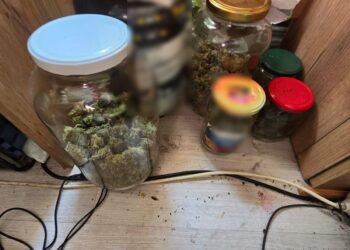 Plantacja marihuany zlikwidowana